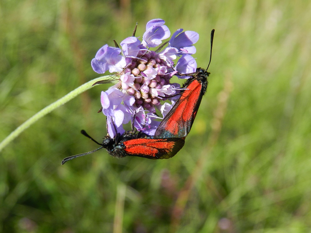 Zygaena erythrus ? in accoppiamento